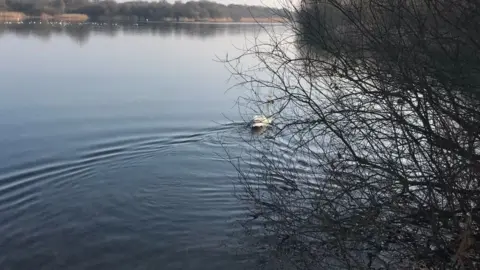 RSPCA Swan on a lake