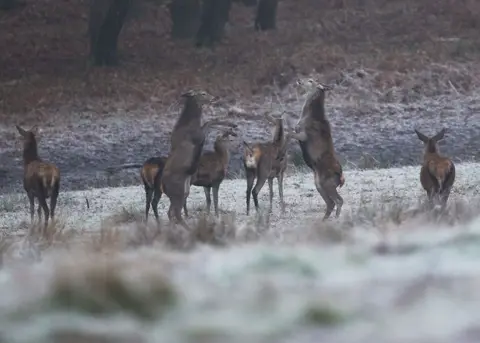 Yui Mok / PA Media Deer roaming in a frost-covered Richmond Park