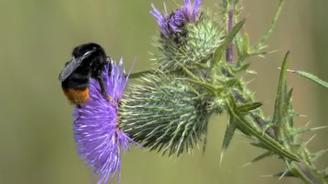 Cliff Kinch This red-tailed bumble-bee on a thistle was snapped just outside Banbury