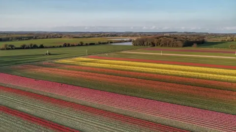 BBC Tulip field at sunset in west Norfolk