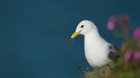 Kevin Sawford Kittiwake