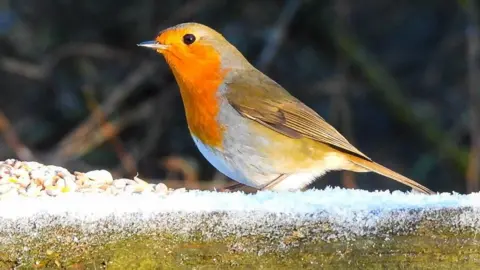 BBC Weather Watchers/Sue Robin perched
