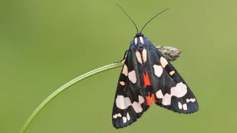 Bob Eade Scarlet Tiger