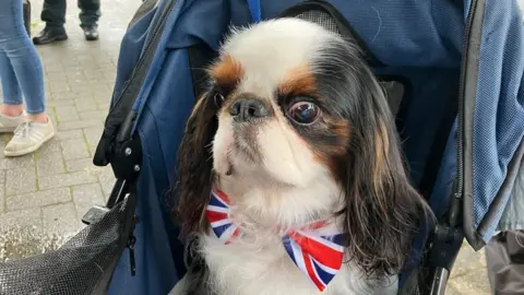 BBC Dog in bow-tie