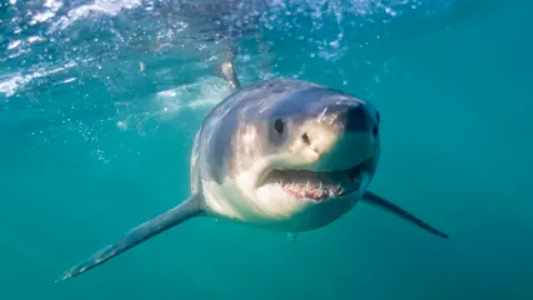 Getty Images A great white shark near the water's surface off Cape Town, South Africa - archive shot