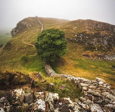 @michaelbriggsphotos A view down a hill along an old stone wall with a large green tree growing in a dip on a misty day