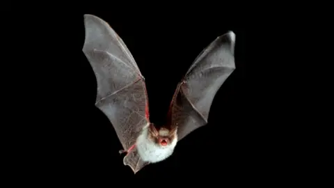 Getty Images bat flying, black background