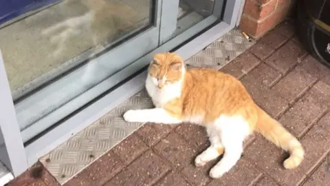 Jo Harding Cat outside Tesco