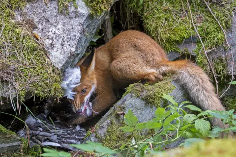 Liina Heikkinen/WPY2020 The fox that got the goose by Liina Heikkinen, Finland