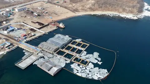 Getty Images Whale pens, 1 Mar 19
