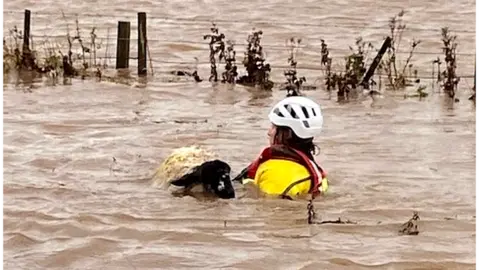 Angus Council rescuer helps a sheep in floodwater