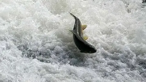 BBC salmon in river