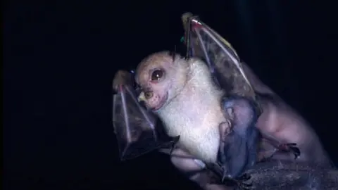 Deb Wright New species of bat