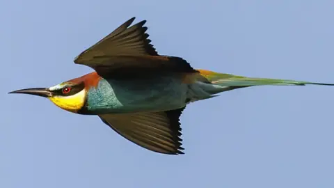 Bee-eater bird