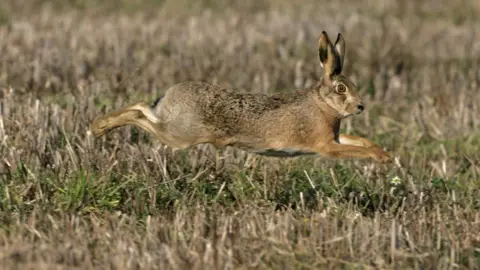 Getty Images Hare