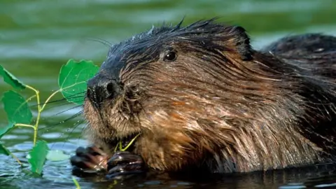 Beaver eating a branch