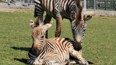 Noah’s Ark Zoo Farm Hope the zebra