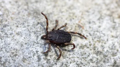 E Penalver A modern-day tick from Spain