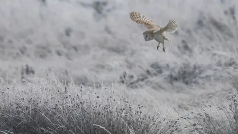 Jon Kelf Barn owl flying over frosty landscape