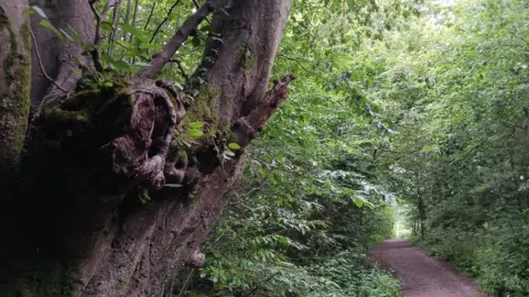 Woodland Trust Oaken Wood