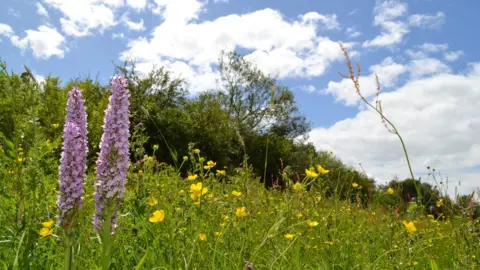 GWENT WILDLIFE TRUST Great Traston Meadows, in Nash, near Newport,