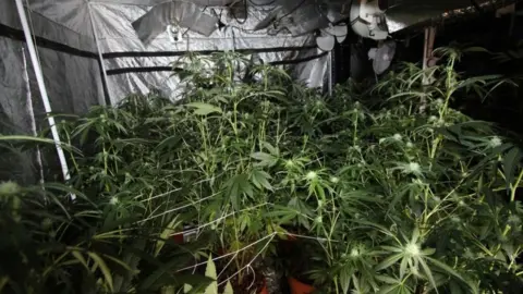 Nottinghamshire Police Cannabis plants