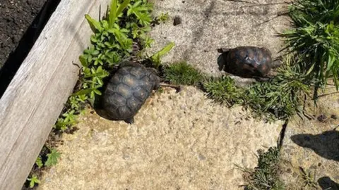 RSPCA two tortoises