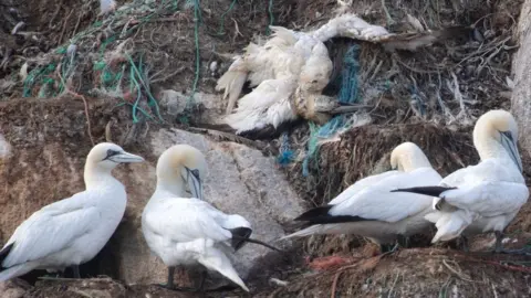 Getty Images Gannets on Rouzic Island off the coast of Perros-Guirec, in Brittany, western France