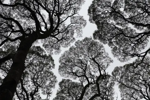 Thierry Meyrat Tree canopy