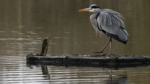 BBC T Jolliffe Heron at Ham Wall reserve