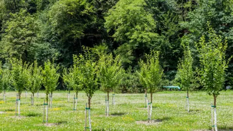 Getty Images Young trees in front of a wood