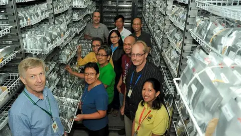 IRRI The gene bank