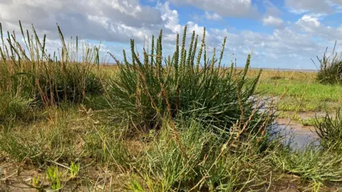 BBC Vegetation on the beach