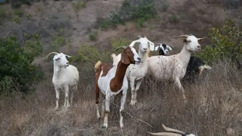 Getty Images A group of goats standing on a hillside