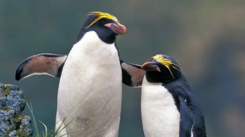 Getty Images Two macaroni penguins