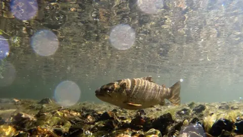 Tony Jolliffe BBC Brown trout