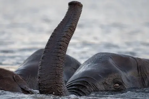 Getty Images Elephant