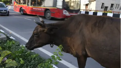 AFP cow