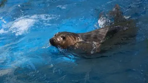 GSPCA Temperance the grey seal