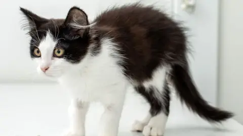 Getty Images A small black and white kitten