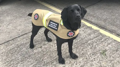 Hertfordshire Fire and Rescue Service Reqs a fire dog