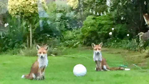 Annie Brookes Foxes in garden