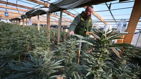 A sheriff stands between rows of marijuana plants