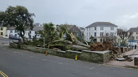 Tom Cox Huge tree down in Bude centre