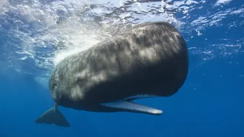 Reinhard Dirscherl A sperm whale (file picture) - both sperm whales and humpbacks are in the area, locals said