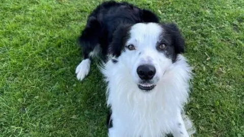 ManxSPCA A photo of spot, a dog being rehomed by the Manxspca