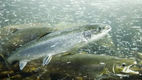 Getty Images Stock image of Atlantic salmon
