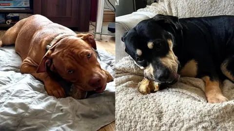 @wylessman Bear and Beauty chewing bones