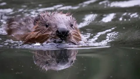 PA Media Beaver swimming in a river