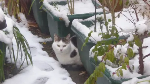Pauline Massey Cat in snow